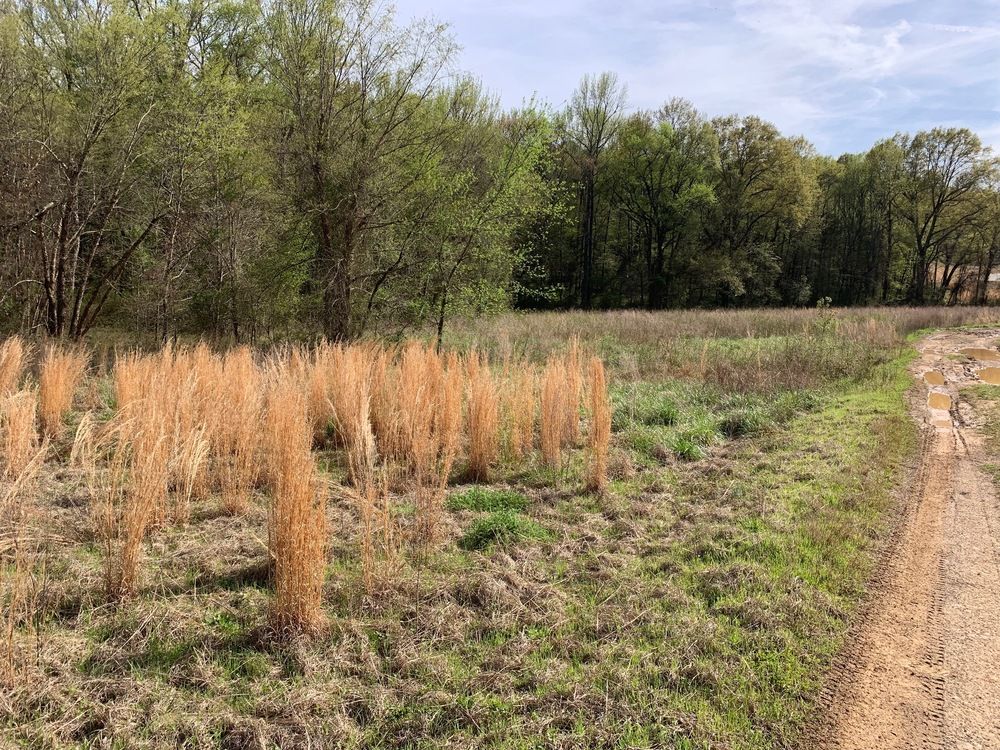 TBD Pleasant View Rd: TBD Pleasant View Rd, Ozark, AR 72949